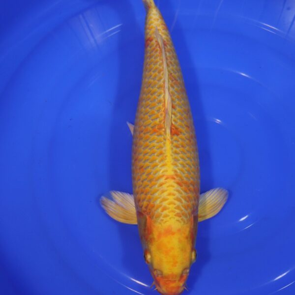 Carpe Koi japonaise Yamabuki Ogon 45cm