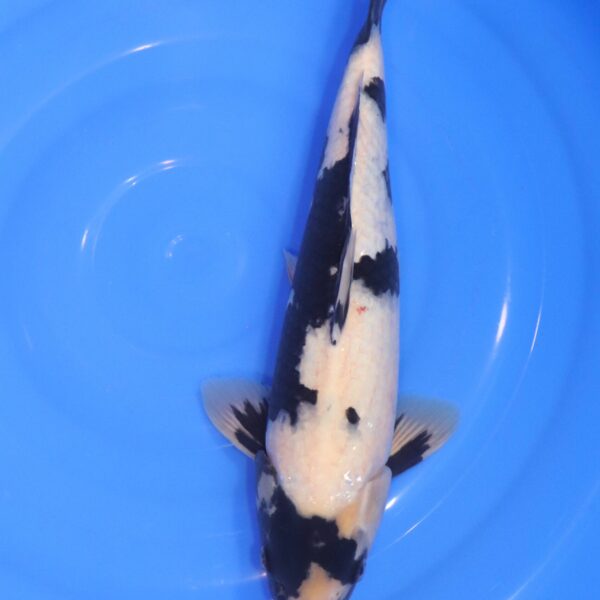 Carpe Koi japonaise Shiro Utsuri 39cm