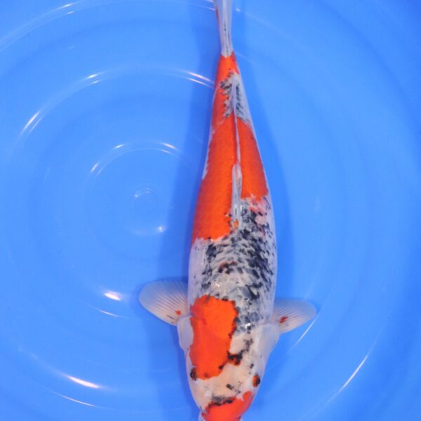 Carpe Koi japonaise Goshiki 44cm