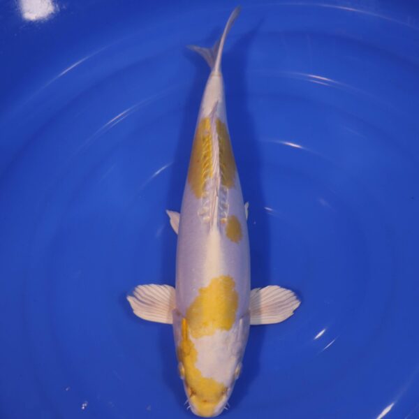 Carpe Koi japonaise Lemon Hariwake Doitsu 41cm