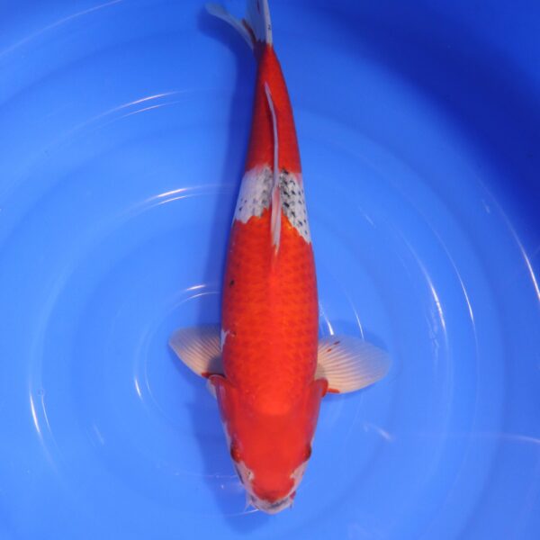 Carpe Koi japonaise Goshiki 44cm