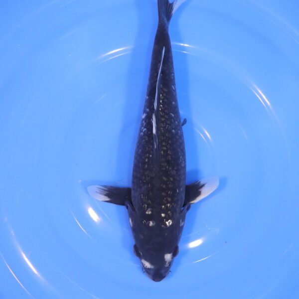 Carpe Koi japonaise Matsukawabake 34cm