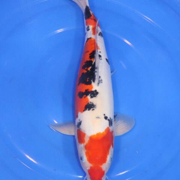 Carpe Koi japonaise Sanke Doitsu 44cm