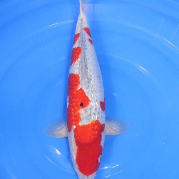 Carpe Koi japonaise Goshiki Ginrin 40cm