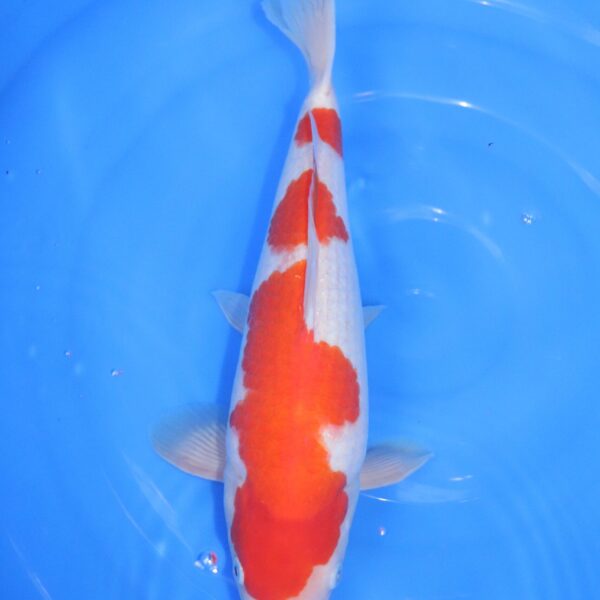 Carpe Koi japonaise Kohaku 37cm