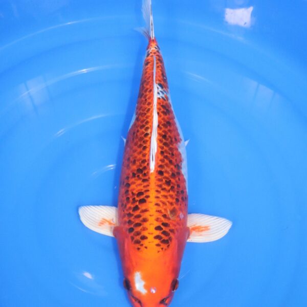 Carpe Koi japonaise Kujaku 44cm