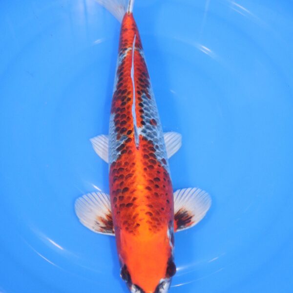 Carpe Koi japonaise Kujaku 43cm