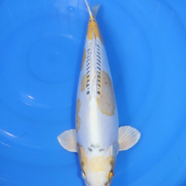 Carpe Koi japonaise Lemon Hariwake Doitsu 41cm