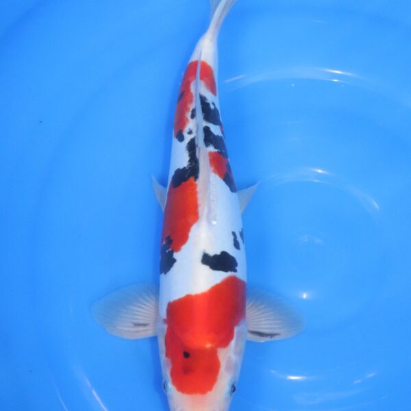 Carpe Koi japonaise Sanke Doitsu 44cm