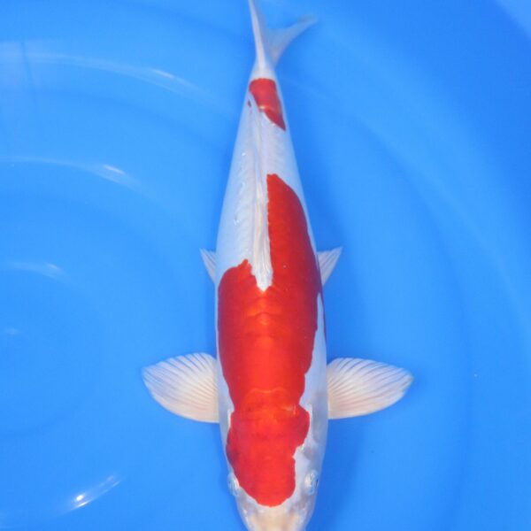 Carpe Koi japonaise Kikusui 41cm