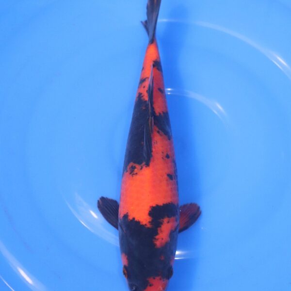 Carpe Koi japonaise Hi Utsuri 30cm