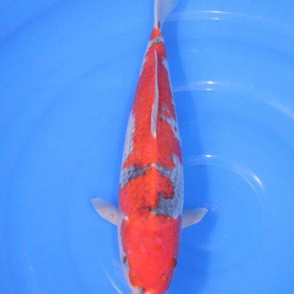 Carpe Koi japonaise Goshiki 35cm