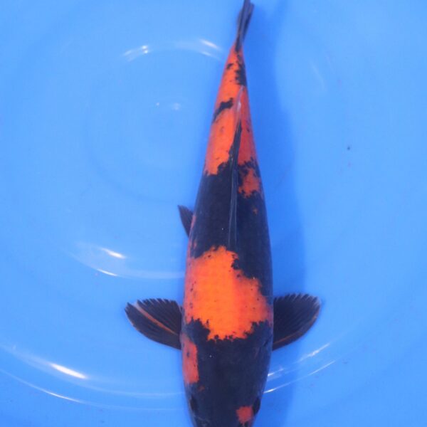 Carpe Koi japonaise Hi Utsuri 32cm