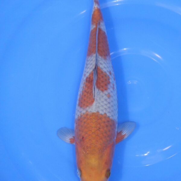 Carpe Koi japonaise Ochiba 34cm