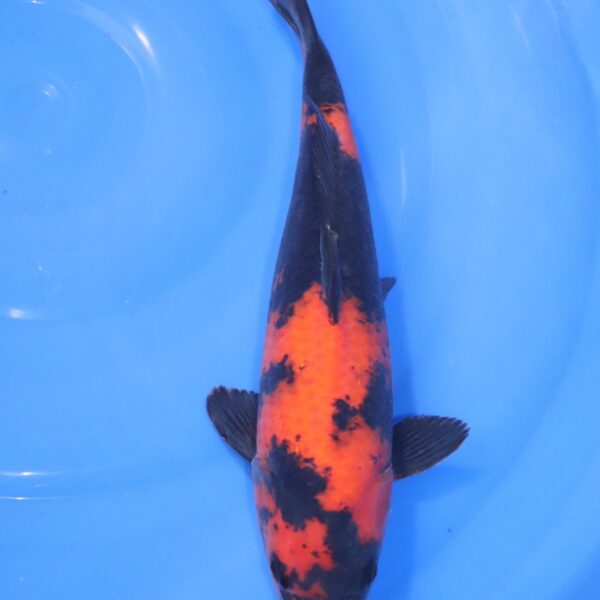 Carpe Koi japonaise Hi Utsuri 34cm