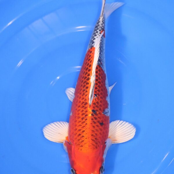 Carpe Koi japonaise Kujaku 36cm