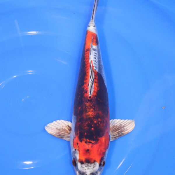 Carpe Koi japonaise Beni Kikokuryu 36cm