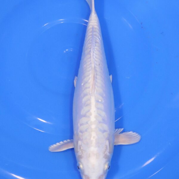 Carpe Koi japonaise Platinum Doitsu 30cm