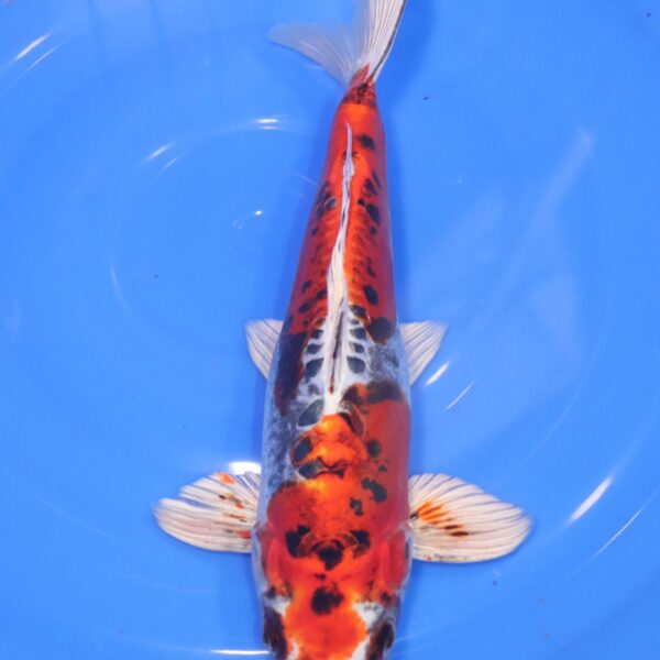 Carpe Koi japonaise Beni kumonryu 34cm