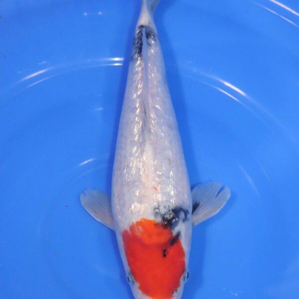 Carpe Koi japonaise Tancho Showa Ginrin 28cm