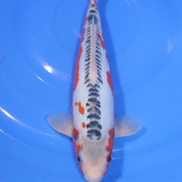 Carpe Koi japonaise Shusui 29cm