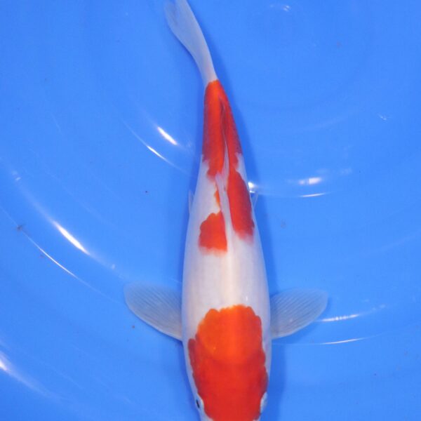 Carpe Koi japonaise Kohaku Nidan 26cm