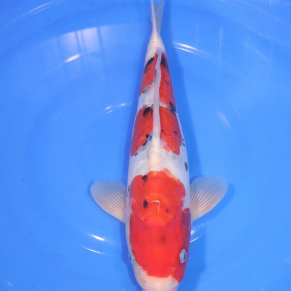 Carpe Koi japonaise Sanke Doitsu 35cm