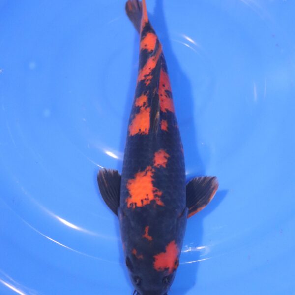 Carpe Koi japonaise Hi Utsuri 34cm