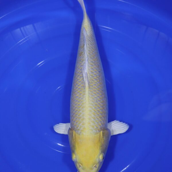 Carpe Koi japonaise Yamabuki Ogon 45cm