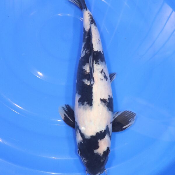 Carpe Koi japonaise Shiro Utsuri 43cm