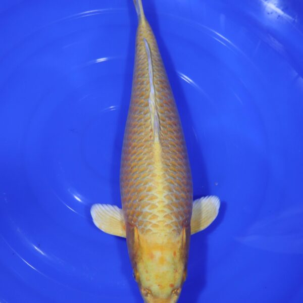 Carpe Koi japonaise Yamabuki ogon 47cm