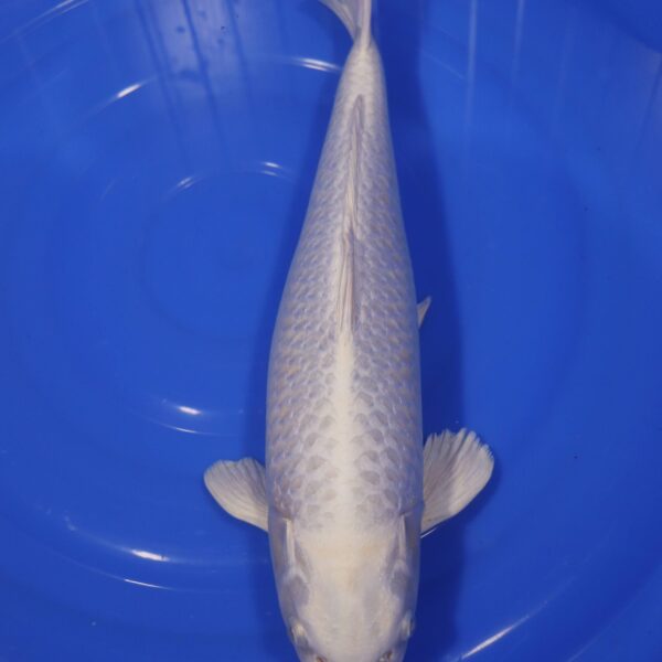 Carpe Koi japonaise Platinum ogon 45cm