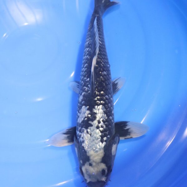 Carpe Koi japonaise Matsukawabake Ginrin 39cm