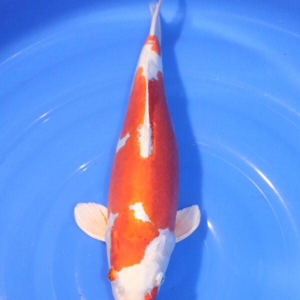 Carpe Koi japonaise Kikusui 40cm