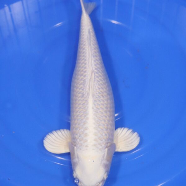 Carpe Koi japonaise Platinum ogon 45cm