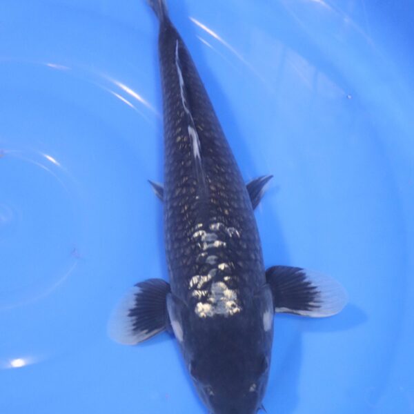 Carpe Koi japonaise Mastukawabake 37cm