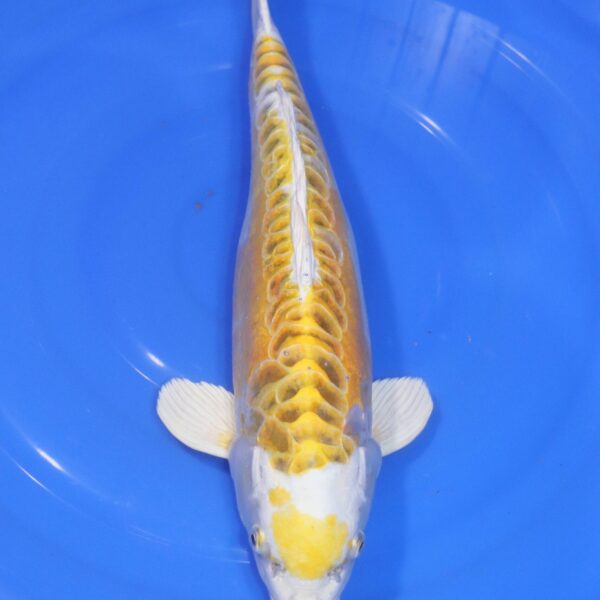 Carpe Koi japonaise Lemon hariwake doitsu 45cm