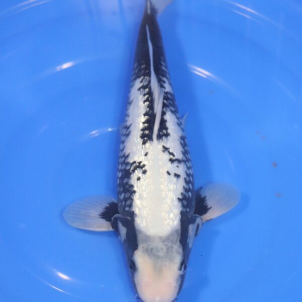 Carpe Koi japonaise Matsukawabake Ginrin 35cm