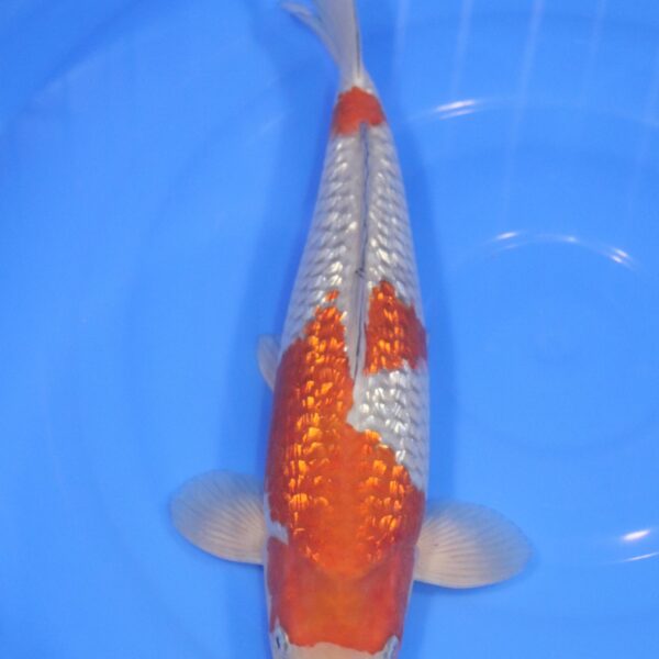 Carpe Koi japonaise ochiba Ginrin 35cm