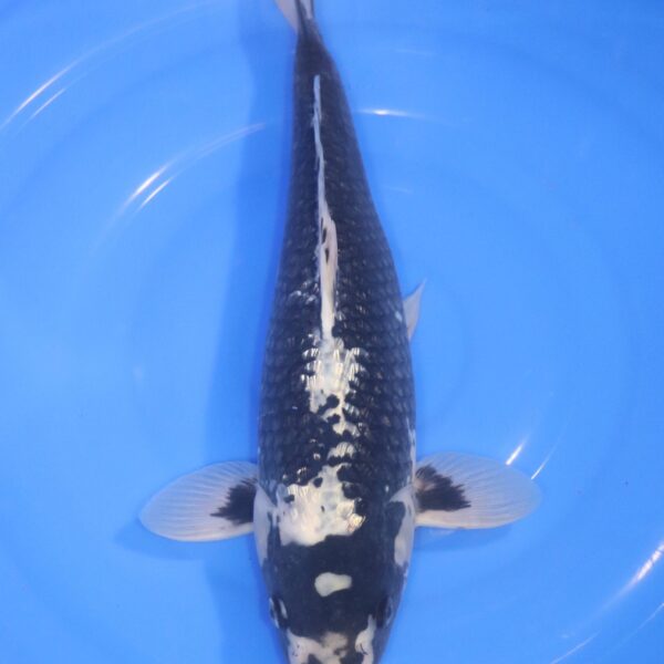 Carpe Koi japonaise Matsukawabake ginrin 43cm