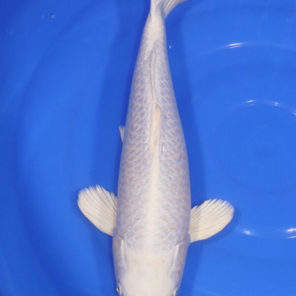 Carpe Koi japonaise Platinum ogon 45cm