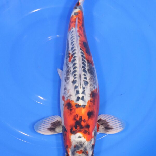 Carpe Koi japonaise Beni Kikokuryu 35cm