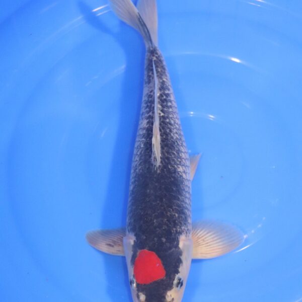 Carpe Koi japonaise Tancho Goshiki 40cm