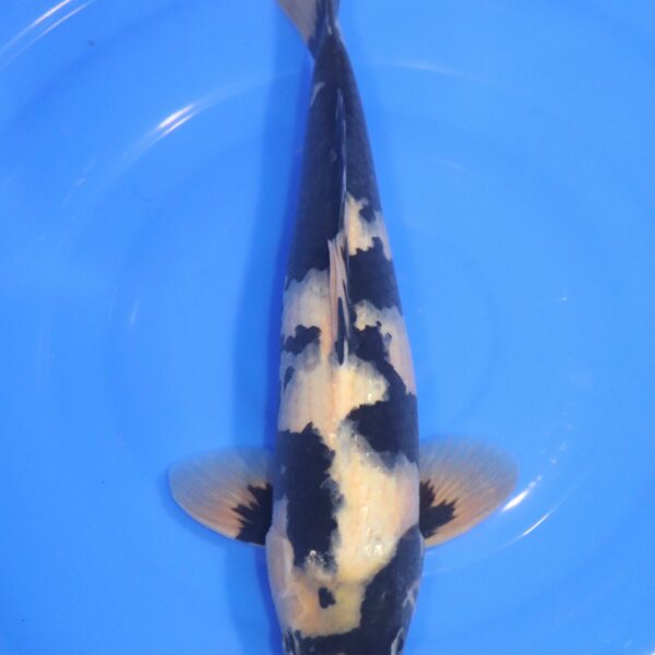 Carpe Koi japonaise Shiro Utsuri 39cm