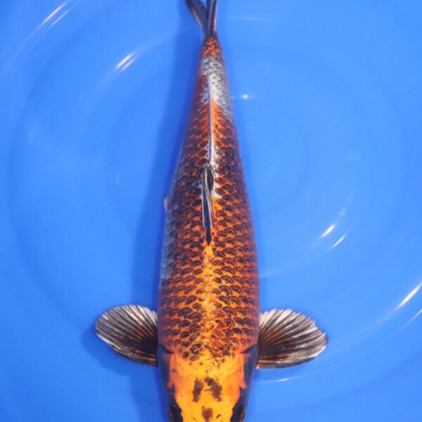 Carpe Koi japonaise Kujaku 44cm