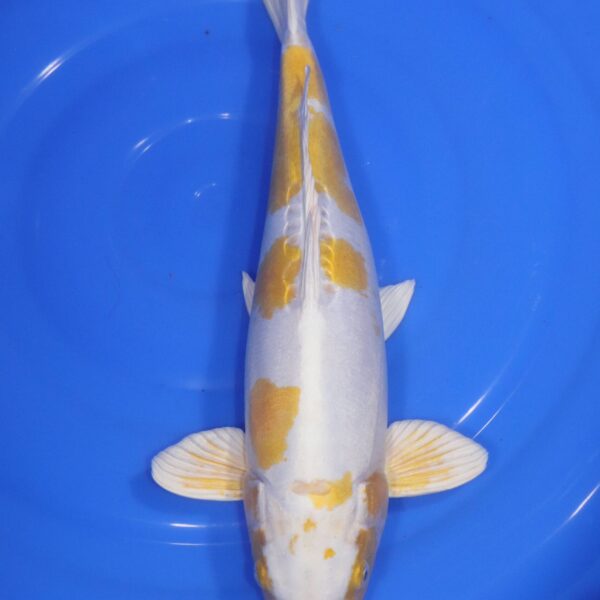 Carpe Koi japonaise Lemon Hariwake Doitsu 42cm