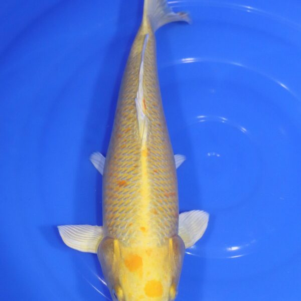 Carpe Koi japonaise Yamabuki Ogon 45cm