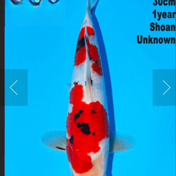 carpe koi jumbo sanke 30cm