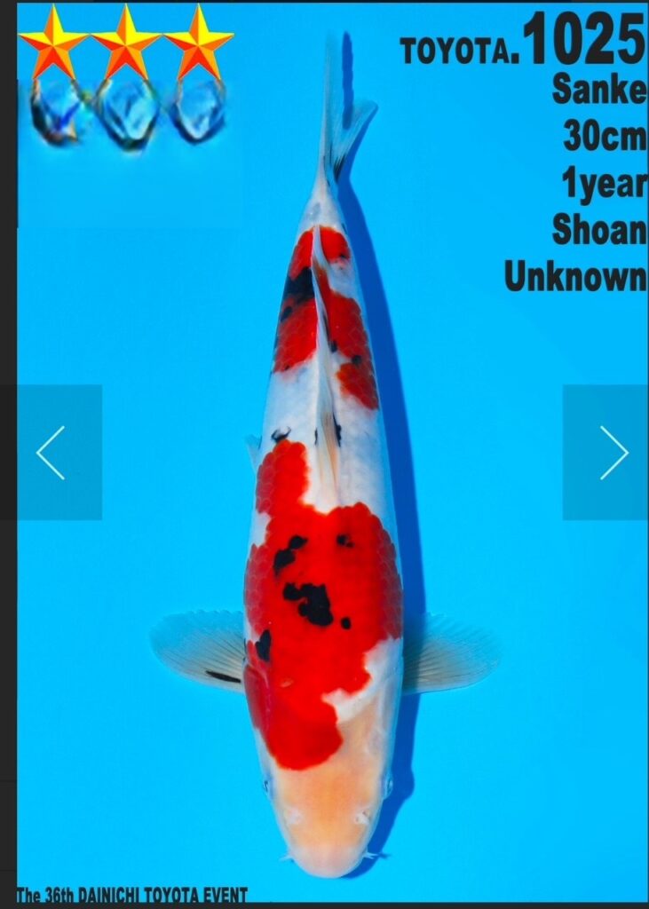 carpe koi jumbo sanke 30cm