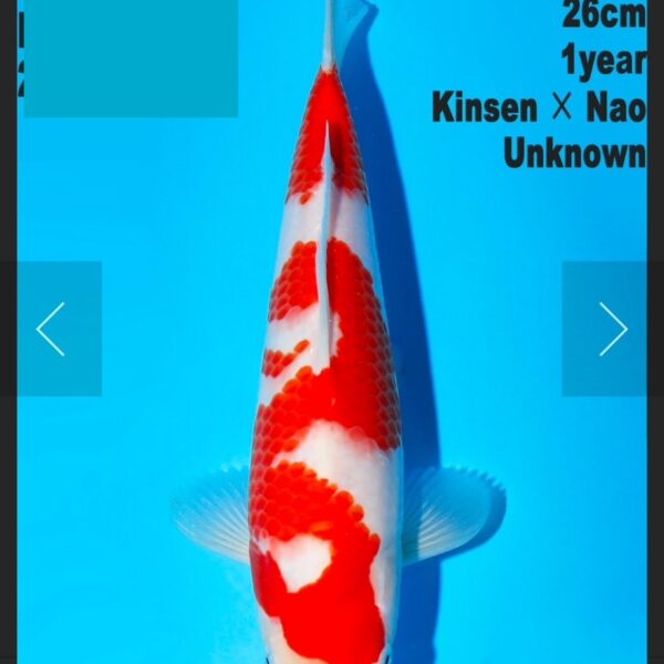 kohaku koi jumbo